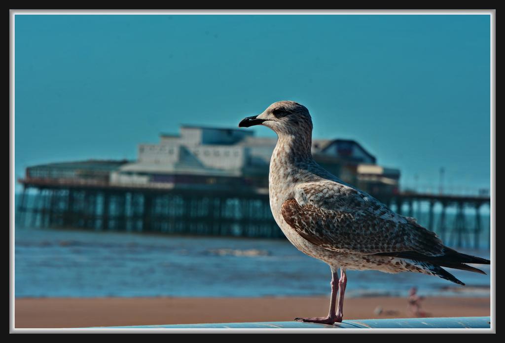 Shazron Hotel Blackpool Luaran gambar